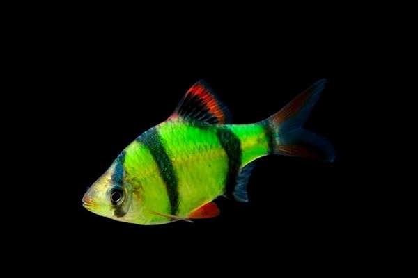 Барбус (GLOfish) зелёный Барбус (GLOfish) зелёный