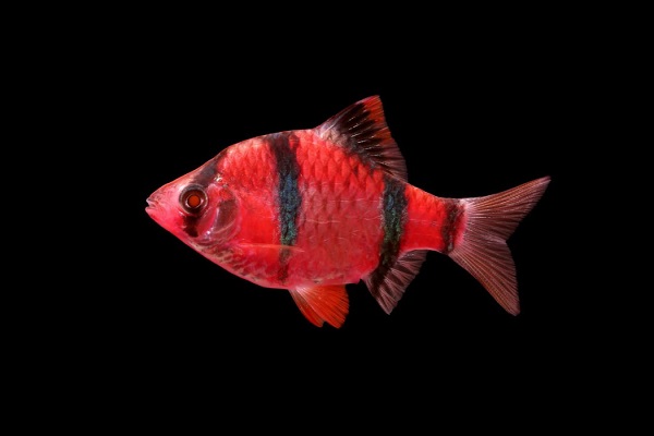 Барбус (GLOfish) красный Барбус (GLOfish) красный