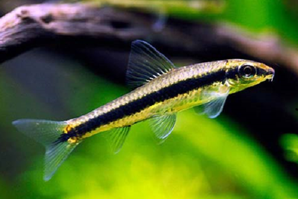 Сиамский водорослеед Сиамский водорослеед