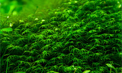 Удобрения для растений и средства от водорослей