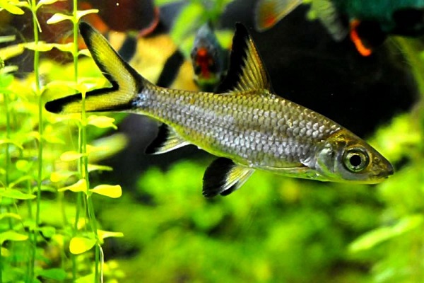 Акулий бала (Balantiocheilus melanopterus)