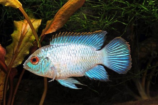 Наннакара неоновая (Nannacara Neon Blue) Наннакара неоновая (Nannacara Neon Blue)