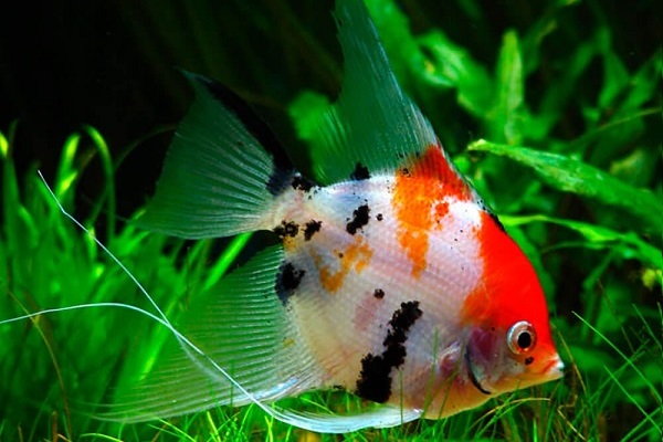 Скалярия КОИ (Pterophyllum scalare) Скалярия КОИ (Pterophyllum scalare)