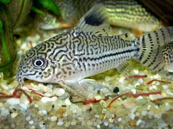 Сомик Коридорас Джули (Corydoras julii)