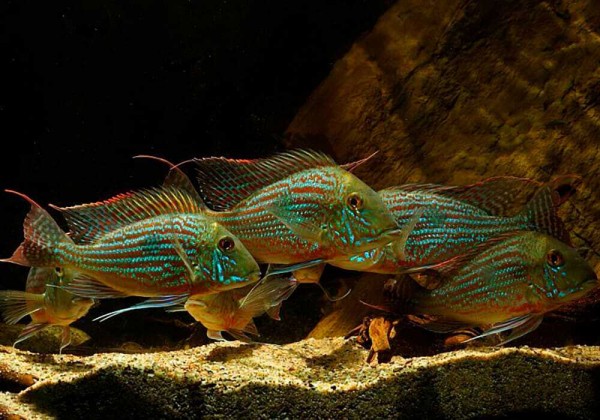Геофагус Свени (Geophagus sveni) Геофагус Свени (Geophagus sveni)