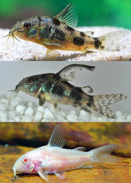 Сомик Коридорас крапчатый альбинос вуаль (Corydoras paleatus)