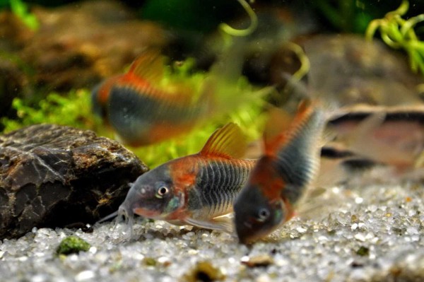 Сомик Коридорас венесуэла оранж (Corydoras venezuelanus)