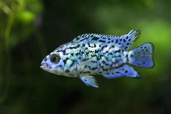 Цихлазома Блю Демпси (Archocentrus octofaciatus) Цихлазома Блю Демпси (Archocentrus octofaciatus)