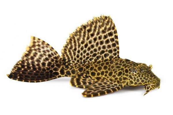 Сом Птеригоплихт парчовый (Pterygoplichthys gibbiceps)