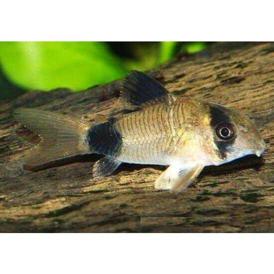 Сомик Коридорас панда (Corydoras panda) Сомик Коридорас панда (Corydoras panda)