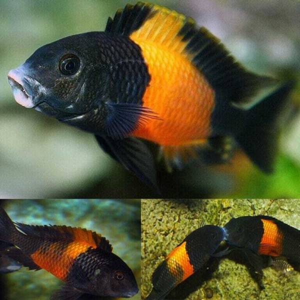 Трофеус Бемба (Tropheus moorii Bemba) Трофеус Бемба (Tropheus moorii Bemba)
