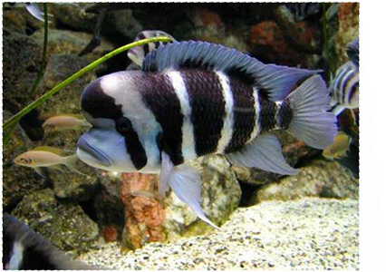 Тиляпия фронтоза (Cyphotilapia frontosa) Тиляпия фронтоза (Cyphotilapia frontosa)