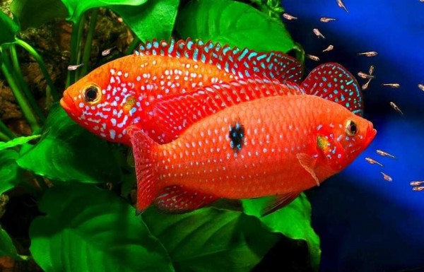 Хромис красавец S (Hemichromis lifalili)
