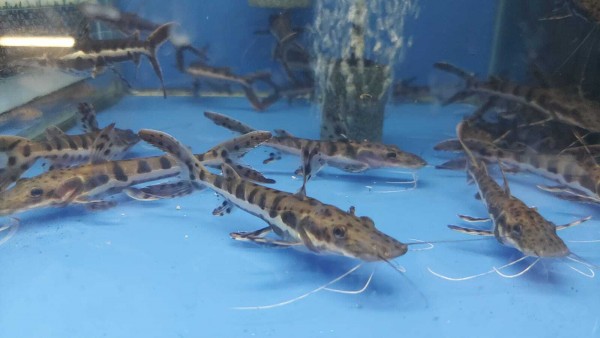 Сом псевдоплатистома (Pseudoplatystoma Fasciatum) Сом псевдоплатистома (Pseudoplatystoma Fasciatum)