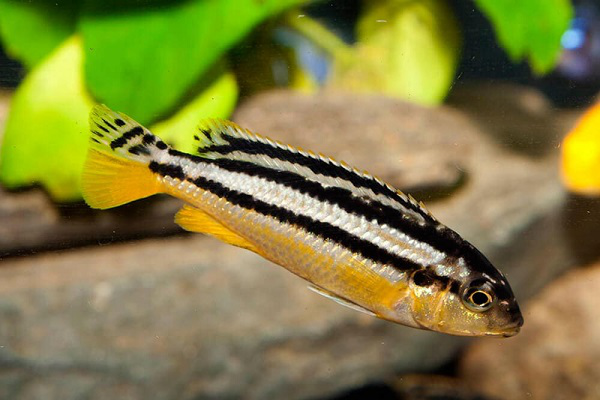 Меланохромис ауратус (Melanochromis auratus) Меланохромис ауратус (Melanochromis auratus)
