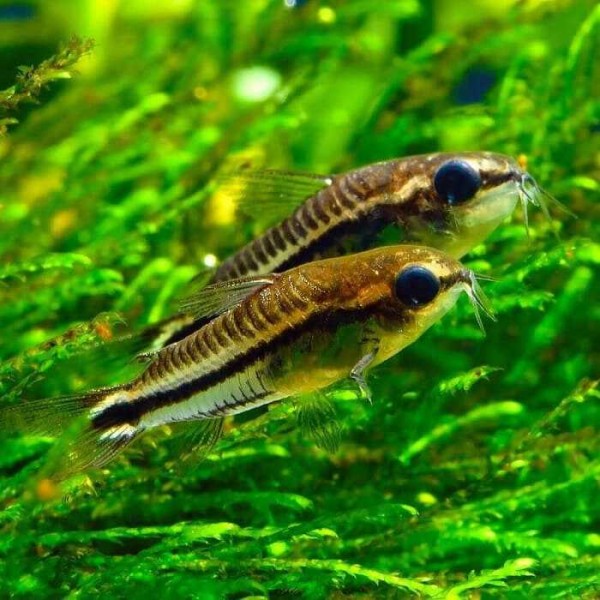 Сомик Коридорас пигмей (Corydoras pygmaeus)
