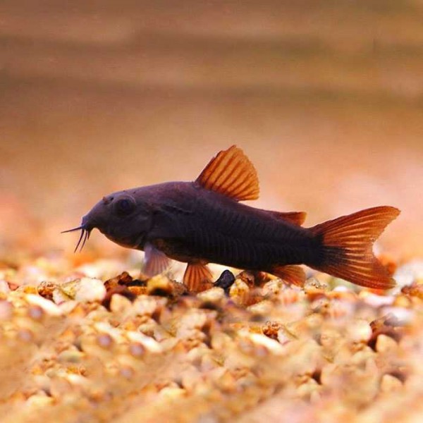 Сомик Коридорас венесуэа Блек  (Corydoras sp. «Black Venezuela»)