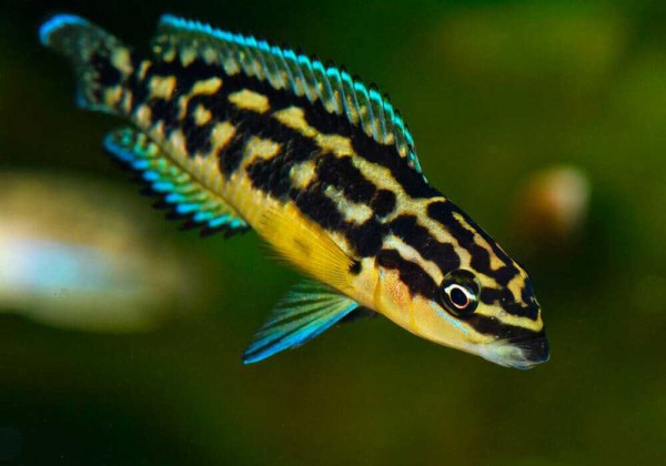 Юлидохромис транскриптус (Julidochromis Transcriptus)