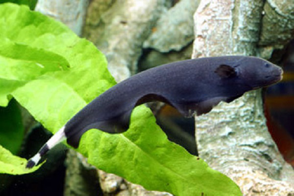 Нож чёрный (Apteronotus albifrons)