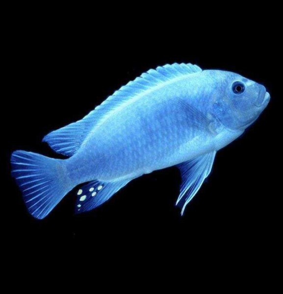 Псевдотрофеус Зебра голубая (Maylandia zebra blue) Псевдотрофеус Зебра голубая (Maylandia zebra blue)