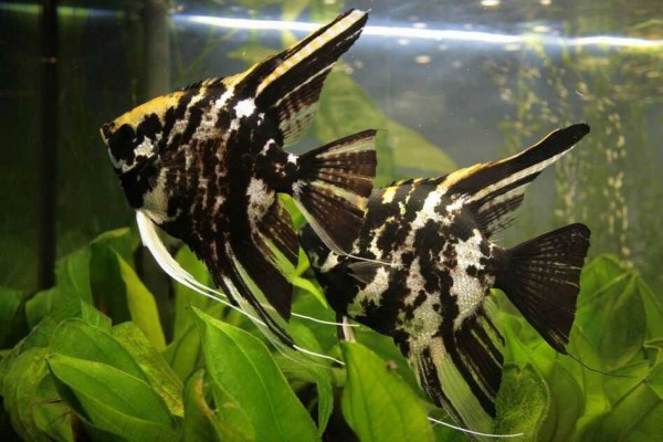 Скалярия мраморная (Pterophyllum scalare) Скалярия мраморная (Pterophyllum scalare)