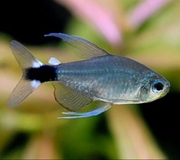 ТЕТРА ЭЛАХИС (Hyphessobrycon elachys)