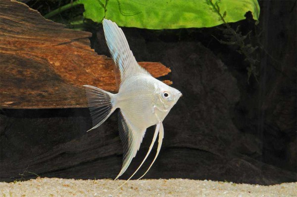 Скалярия платиновая (Pterophyllum scalare) Скалярия платиновая (Pterophyllum scalare)