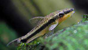 Отоцинклюс аффинис (Macrotocinclus affinis)