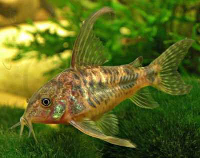 Сомик Крапчатый вуалевый (Corydoras paleatus)