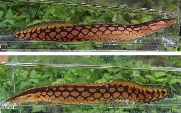 Мастацембел арматус (Mastacembelus armatus)