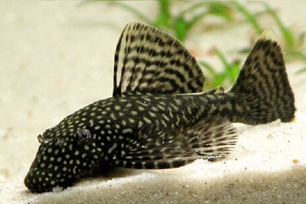 Сом Анциструс (Ancistrus dolichopterus)