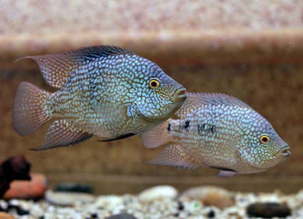 Цихлазома бриллиантовая (Herichthys cyanoguttatus) Цихлазома бриллиантовая (Herichthys cyanoguttatus)
