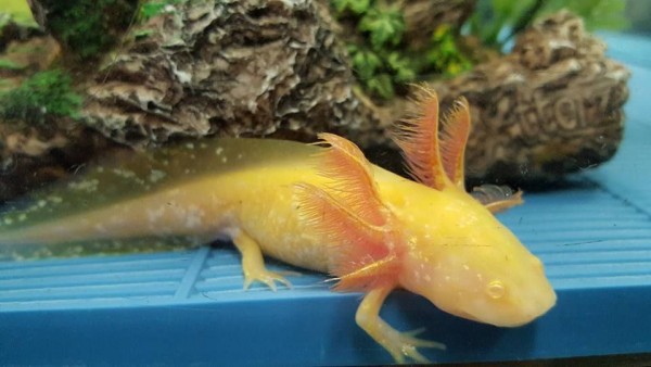 Аксолотль золотой (Ambystoma mexicanum) Аксолотль золотой (Ambystoma mexicanum)