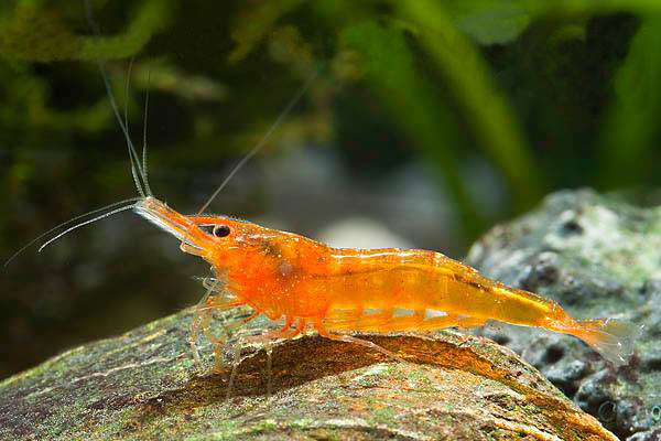 Креветка мандаринка (Caridina cf. Propinqua) Креветка мандаринка (Caridina cf. Propinqua)