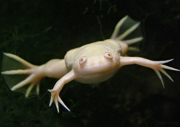 Лягушка шпорцевая (Xenopus laevis)