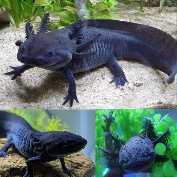 Аксолотль черный (Ambystoma mexicanum)