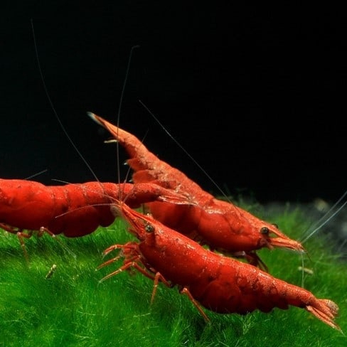 Креветка красный огонь (Neocaridina Heteropoda var. Red Fire) Креветка красный огонь (Neocaridina Heteropoda var. Red Fire)