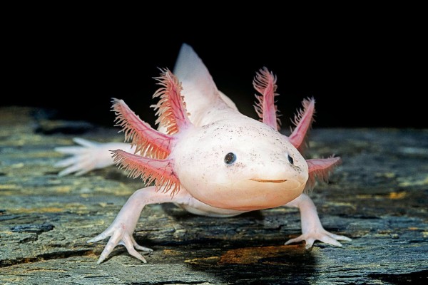 Аксолотль альбинос (Ambystoma mexicanum)