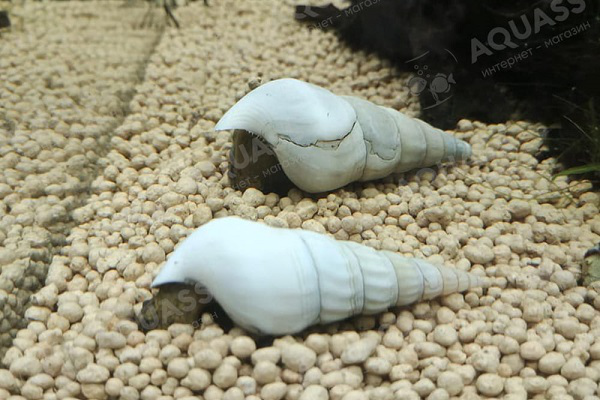 Улитка геркулес альбинос